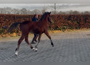 Poni New Forest, Semental, 1 año, 148 cm, Castaño