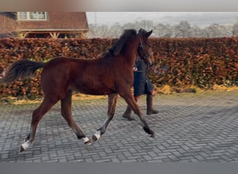 Poni New Forest, Semental, 1 año, 148 cm, Castaño