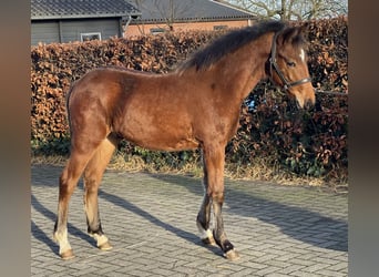 Poni New Forest, Semental, 1 año, 148 cm, Castaño