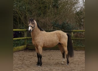 Poni New Forest, Semental, 3 años, 135 cm, Buckskin/Bayo