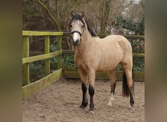 Poni New Forest, Semental, 3 años, 135 cm, Buckskin/Bayo