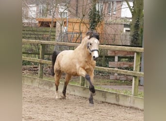 Poni New Forest, Semental, 3 años, 135 cm, Buckskin/Bayo