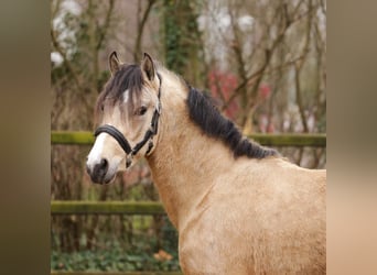 Poni New Forest, Semental, 3 años, 135 cm, Buckskin/Bayo