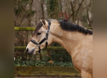 Poni New Forest, Semental, 3 años, 135 cm, Buckskin/Bayo