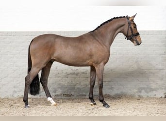 Poni New Forest, Semental, 3 años, 146 cm, Castaño