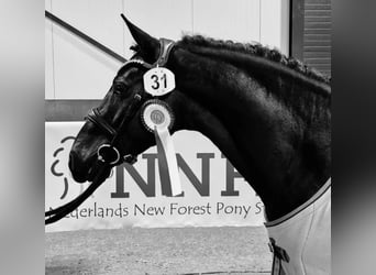 Poni New Forest, Semental, 4 años, 146 cm, Negro