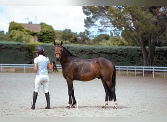 Poni New Forest, Semental, 4 años, 150 cm, Castaño