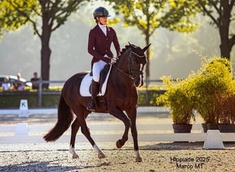 Poni New Forest, Semental, 8 años, 146 cm, Negro