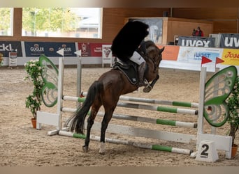 Poni New Forest, Semental, 8 años, 145 cm, Castaño