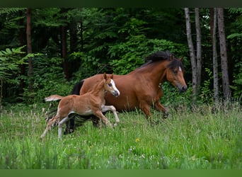 Poni New Forest, Semental, Potro (05/2026)