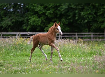 Poni New Forest, Semental, Potro (05/2026)