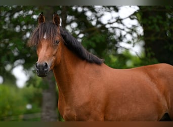 Poni New Forest, Semental, Potro (05/2026)