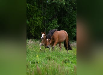 Poni New Forest, Semental, Potro (05/2026)