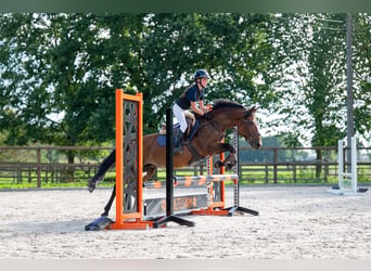 Poni New Forest, Yegua, 10 años, 137 cm, Castaño