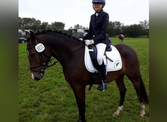 Poni New Forest, Yegua, 11 años, 146 cm