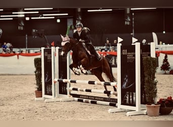 Poni New Forest, Yegua, 13 años, 146 cm, Castaño