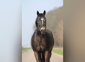 Poni New Forest, Yegua, 13 años, 147 cm, Castaño oscuro