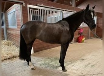 Poni New Forest, Yegua, 15 años, 142 cm, Negro