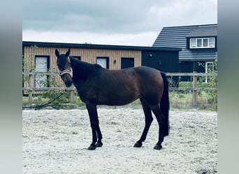 Poni New Forest Mestizo, Yegua, 15 años, 156 cm, Castaño oscuro