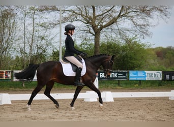 Poni New Forest, Yegua, 16 años, 133 cm, Castaño