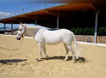 Poni New Forest, Yegua, 18 años, 139 cm, Tordo