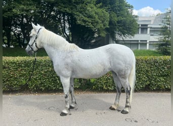 Poni New Forest, Yegua, 18 años, 139 cm, Tordo