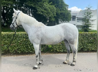 Poni New Forest, Yegua, 18 años, 139 cm, Tordo
