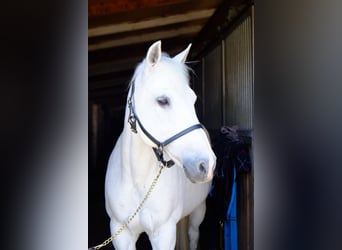 Poni New Forest, Yegua, 18 años, 139 cm, Tordo