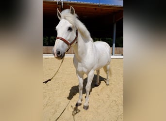 Poni New Forest, Yegua, 18 años, 139 cm, Tordo