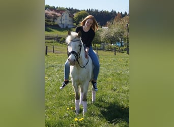 Poni New Forest Mestizo, Yegua, 21 años, 135 cm, Tobiano-todas las-capas