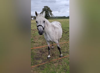 Poni New Forest, Yegua, 27 años, 136 cm, Tordo