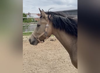 Poni New Forest, Yegua, 3 años, 140 cm, Buckskin/Bayo