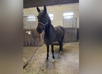 Poni New Forest, Yegua, 3 años, 141 cm, Buckskin/Bayo