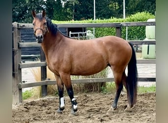 Poni New Forest, Yegua, 3 años, 145 cm, Castaño