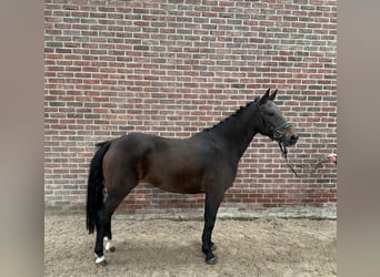 Poni New Forest, Yegua, 3 años, 145 cm, Morcillo