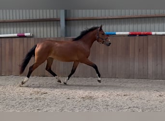 Poni New Forest, Yegua, 3 años, 146 cm, Castaño