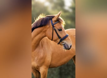 Poni New Forest Mestizo, Yegua, 3 años, 155 cm, Castaño