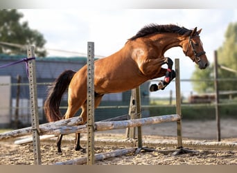 Poni New Forest Mestizo, Yegua, 3 años, 155 cm, Castaño