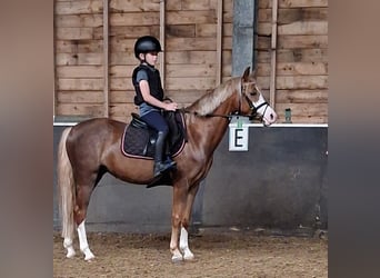 Poni New Forest Mestizo, Yegua, 4 años, 134 cm, Alazán