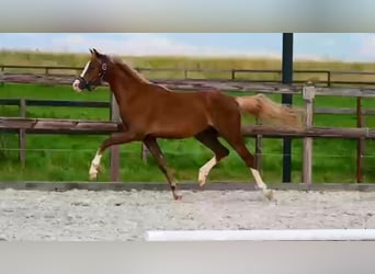 Poni New Forest Mestizo, Yegua, 4 años, 134 cm, Alazán