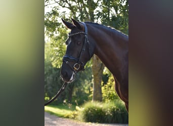 Poni New Forest, Yegua, 4 años, 146 cm, Negro