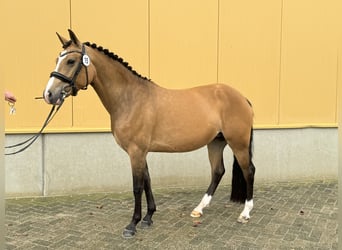 Poni New Forest, Yegua, 4 años, 147 cm, Buckskin/Bayo