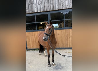 Poni New Forest, Yegua, 4 años, 147 cm, Castaño