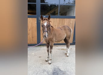 Poni New Forest, Yegua, 4 años, 147 cm, Castaño