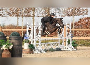 Poni New Forest, Yegua, 5 años, 145 cm, Negro