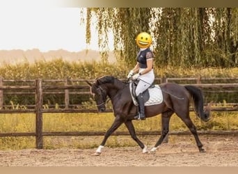 Poni New Forest, Yegua, 6 años, 138 cm, Negro