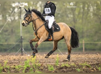Poni New Forest, Yegua, 6 años, 144 cm, Bayo