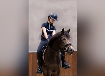 Poni New Forest, Yegua, 6 años, 145 cm