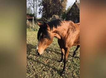 Poni New Forest Mestizo, Yegua, 6 años, 148 cm, Castaño