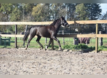 Poni New Forest, Yegua, 7 años, 138 cm, Negro